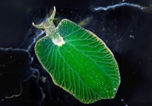 Solar Powered Sea Slug - eastern emerald elysia sea slug