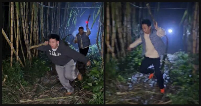 Sugarcane Stealing in China