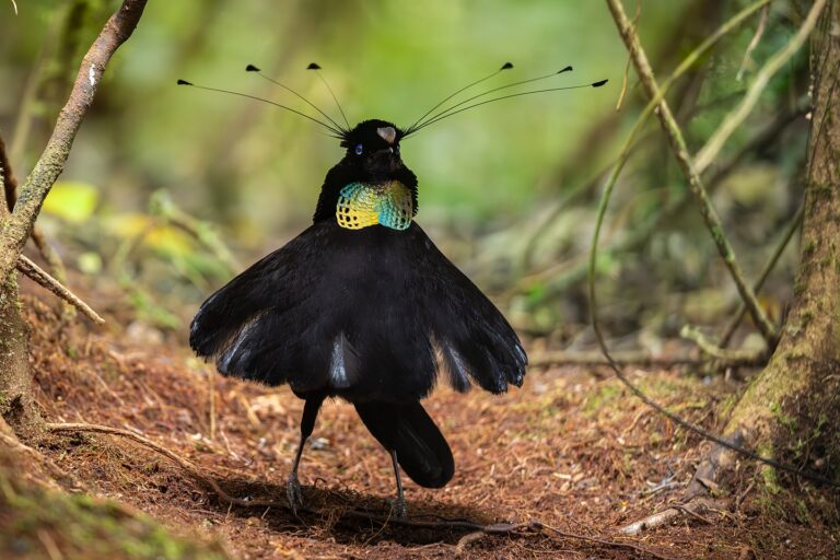 Western Parotia - Top 10 Dancing Birds in the World
