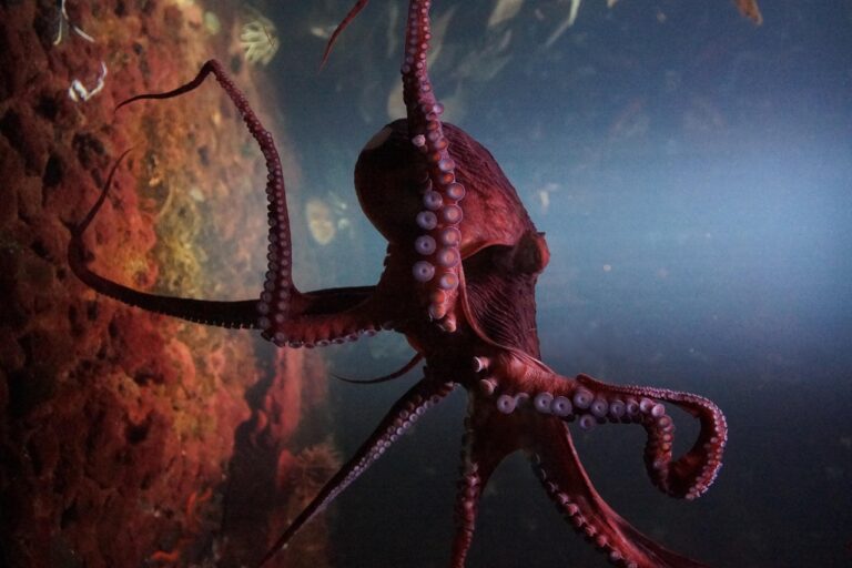 Why Do People Think Octopuses Are Aliens