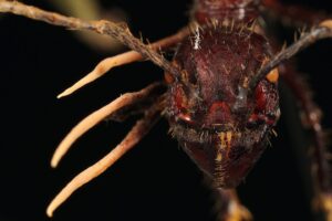 Ant-Associated Fungus