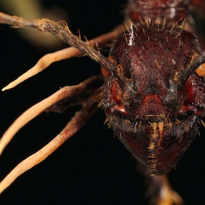 Ant-Associated Fungus