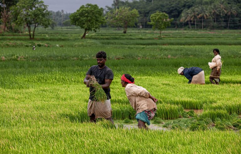 India’s domination of global rice trade