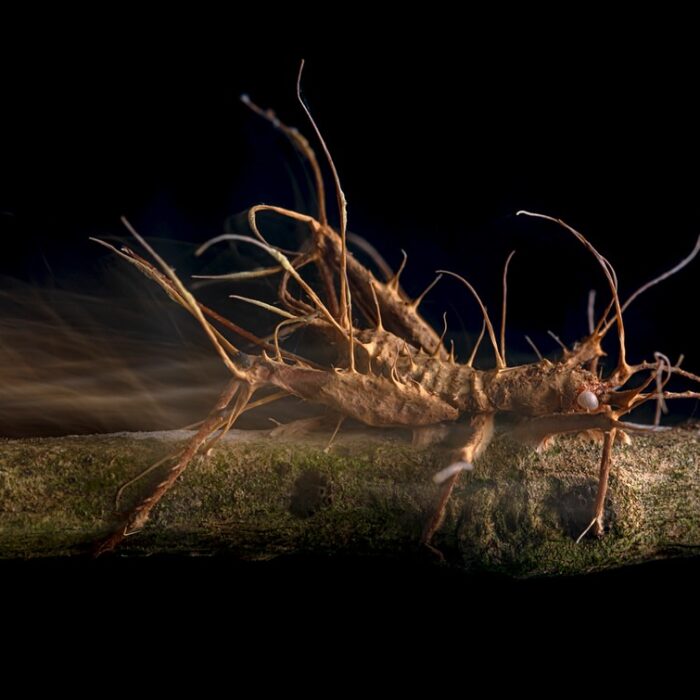 Entomopathogenic Fungi - Zombie Animals in Real-Life