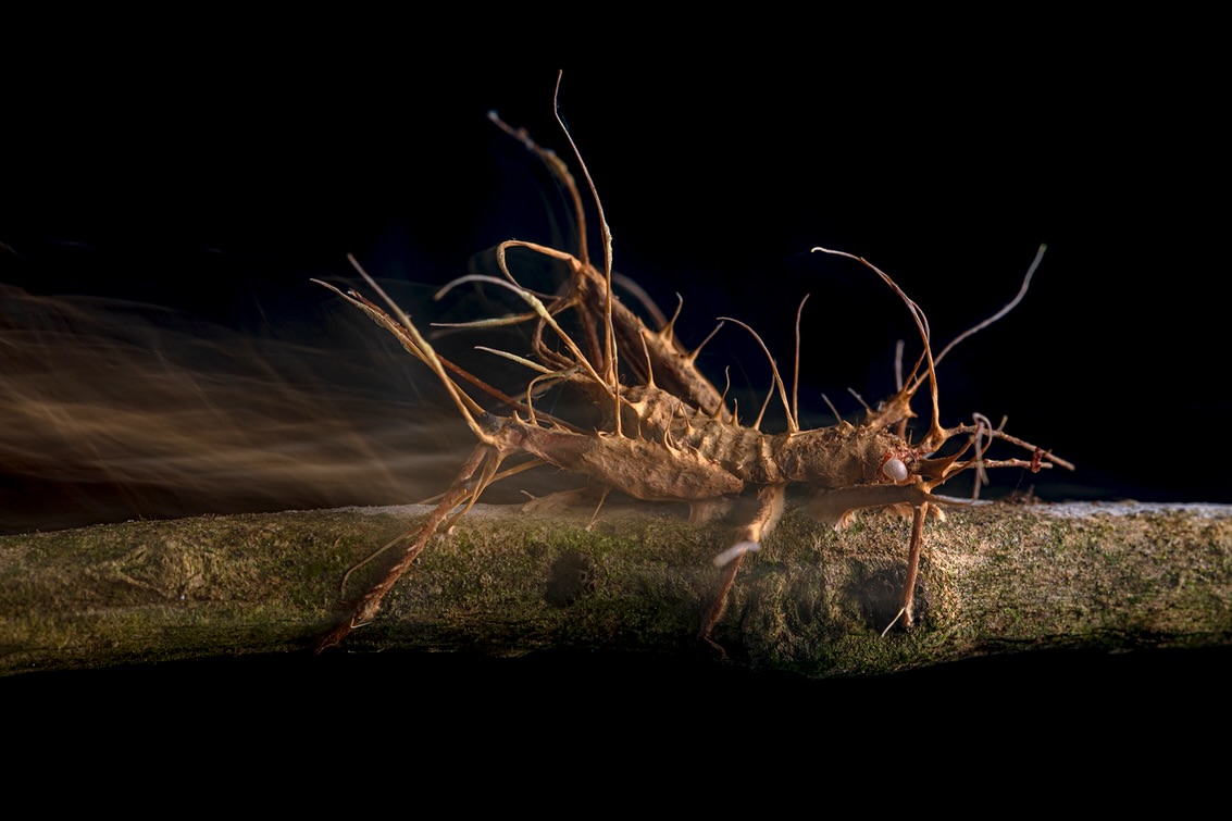 Entomopathogenic Fungi - Zombie Animals in Real-Life