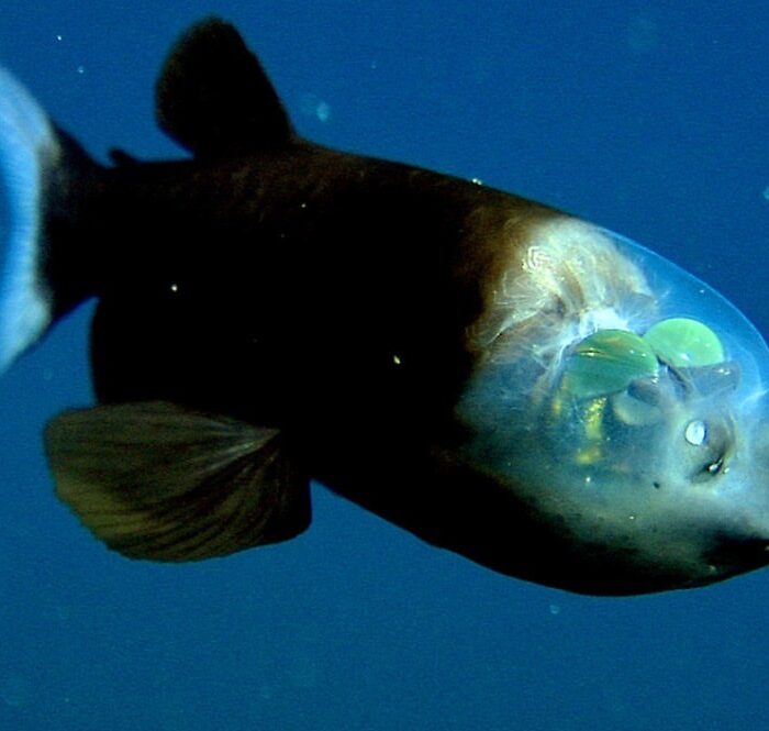 Barreleye Fish