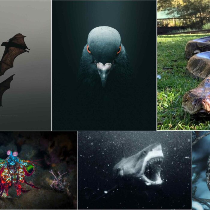 How Animals Evolved Senses