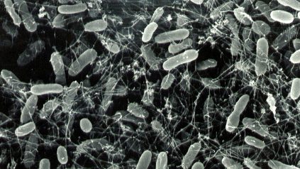 Scientists Found Something Growing Where Life Should Be Impossible