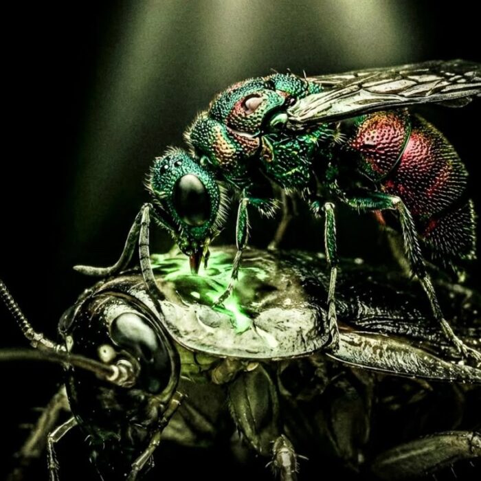 Top 15 Insane Insect Abilities