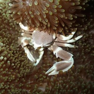 Porcelain Anemone Crab - top 10 most beautiful crabs