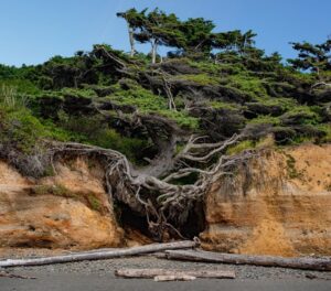 Most Incredible Trees in the United States