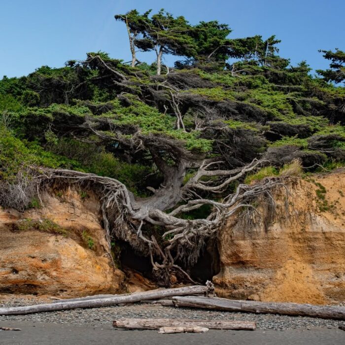Most Incredible Trees in the United States