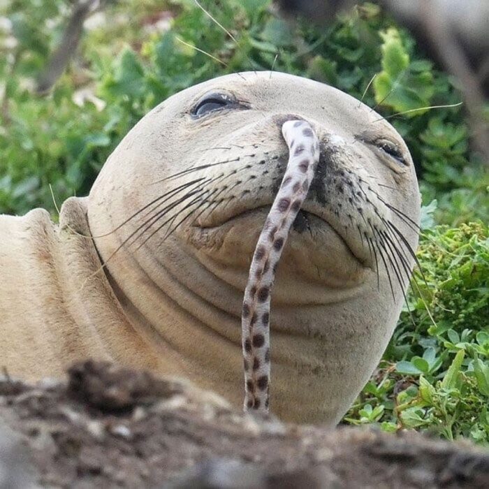 Hawaiian monk seal with eel in a nose - 10 Weird Animal Facts Science