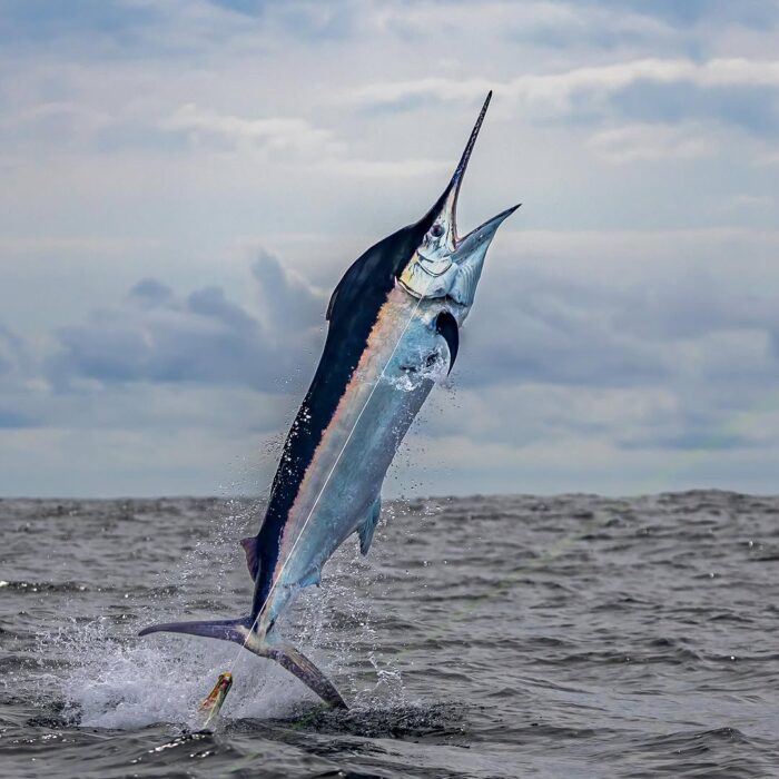 Black Marlin - 10 Animal Ninjas