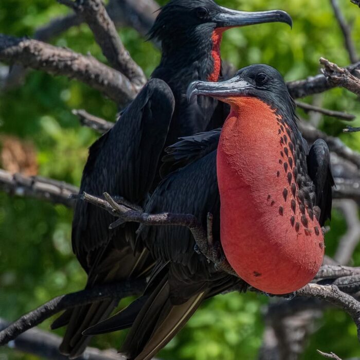 Magnificient Frigatebird