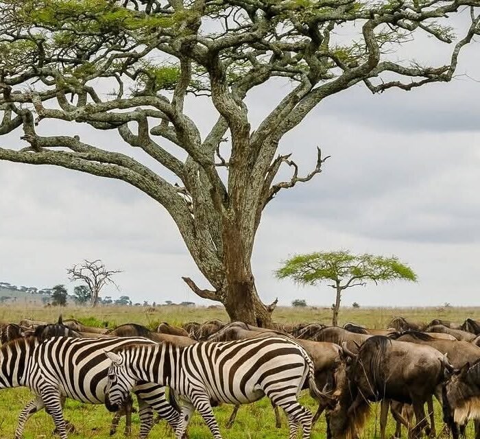 Top 10 Animal Land Migrations on Earth