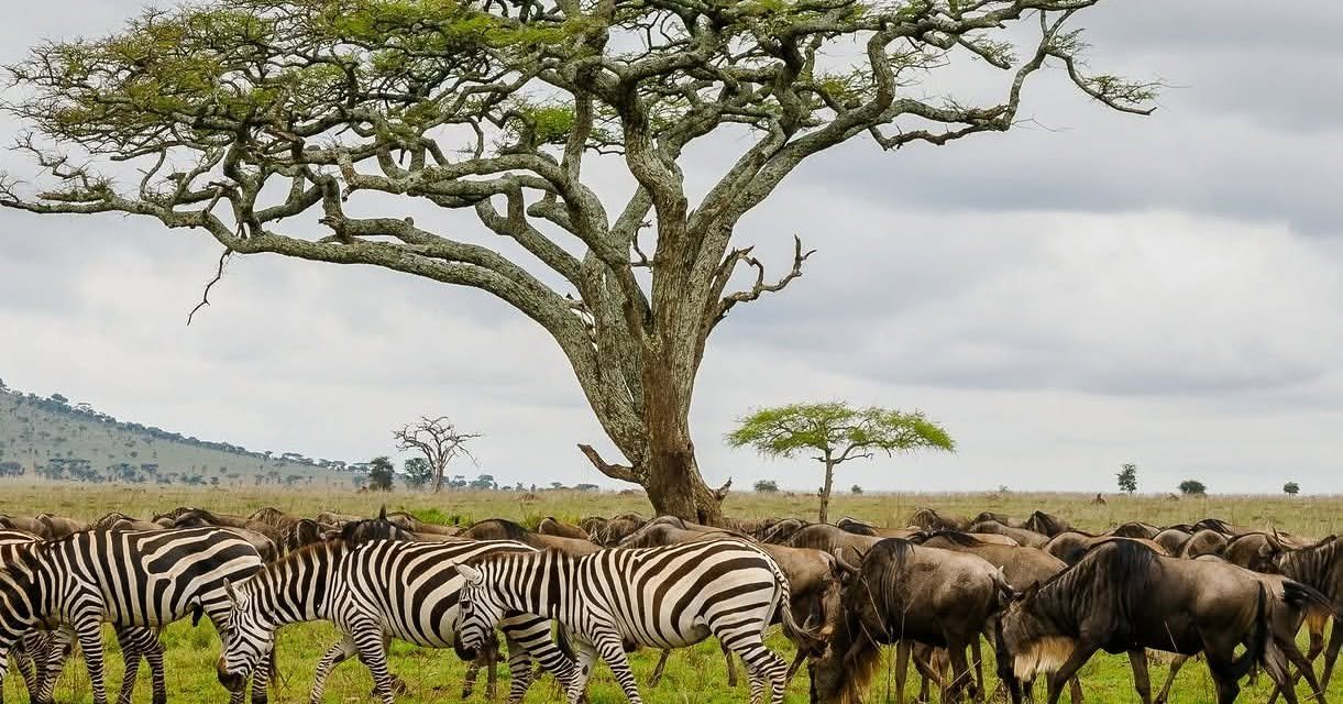 Top 10 Animal Land Migrations on Earth
