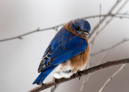 10 Birds That Change Their Colour With the Seasons Eastern Bluebird - 10 Birds That Change Their Colour With the Seasons