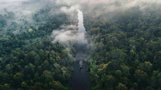 10 Rare Amazon Medicines