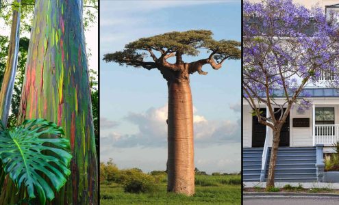 15 Most Beautiful Trees in the World with Pictures