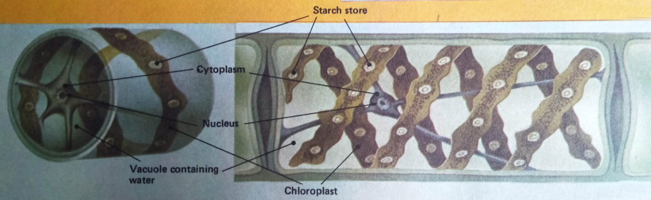 Spirogyra Diagram