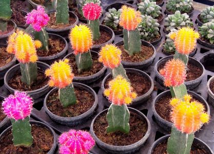 20 Fun Facts About Cacti