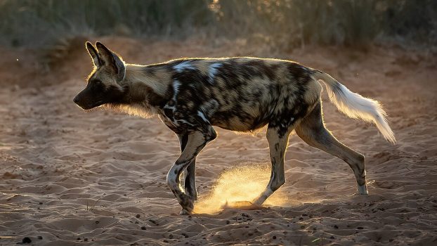 Sahara's Wild Dogs