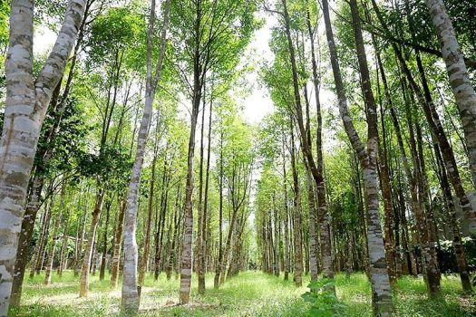 Agarwood Trees Agarwood Trees