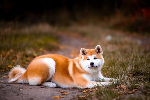 Akita Akita