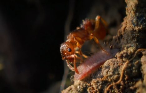 Alcon Blue Butterfly Larvae carried by Ant Alcon Blue Butterfly Larvae carried by Ant