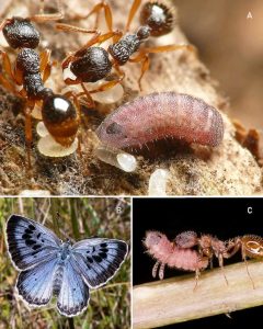Alcon Blue Butterfly and Ants Alcon Blue Butterfly and Ants