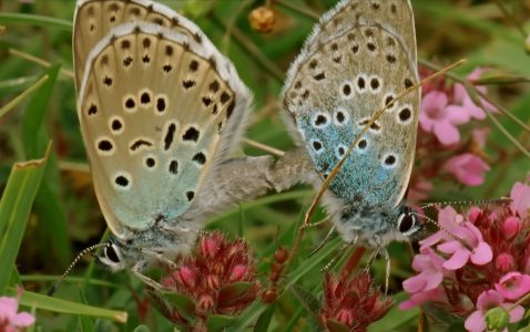 Alcon Blue Butterfly and Ants Alcon Blue Butterfly and Ants
