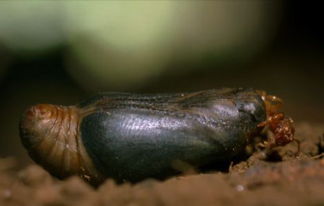Alcon Blue Butterfly chrysalis Alcon Blue Butterfly chrysalis