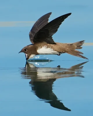 Alpine Swift