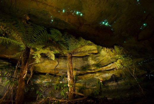 Amazonian Bioluminescent Algae Amazonian Bioluminescent Algae