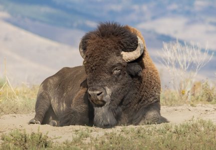 American Bison American Bison