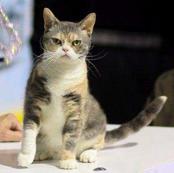 American Wirehair Cat American Wirehair Cat