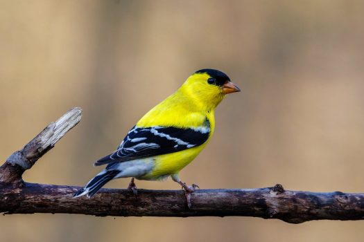 American goldfinch American Goldfinch
