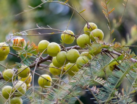 Amla Amla
