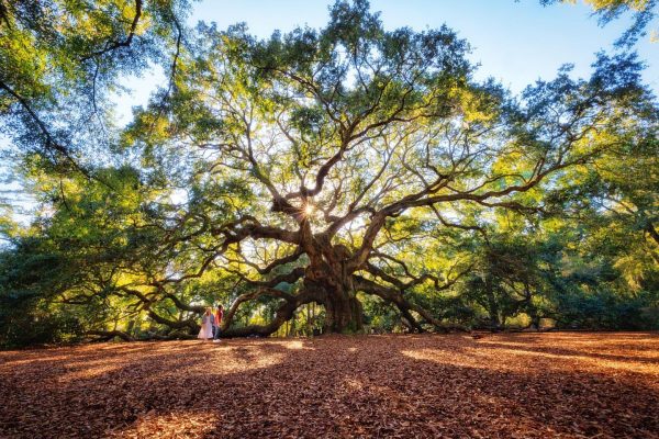 Angel Oak