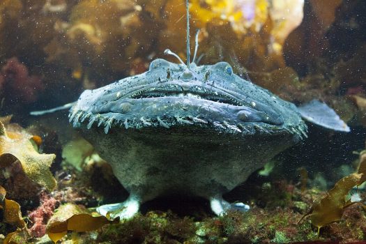 The Glow That Guides — Bioluminescence Below The Glow That Guides — Bioluminescence Below