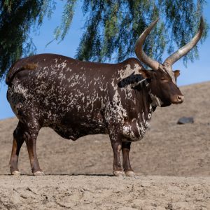 Ankole-Watusi Ankole-Watusi