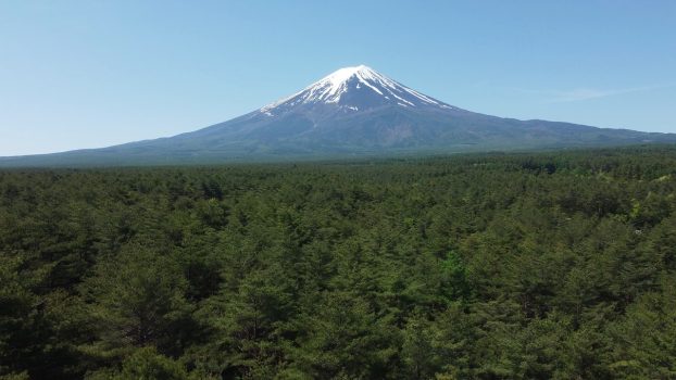 Aokigahara Forest and Mount Fuji