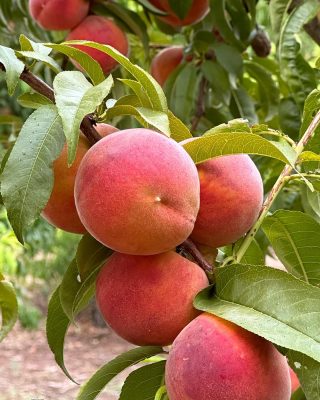 Arctic Supreme Peach