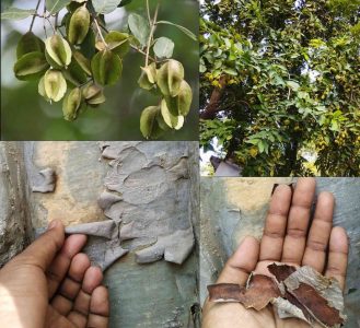 Arjuna (Terminalia arjuna) Arjuna (Terminalia arjuna)