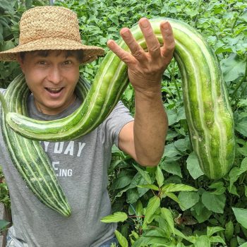 Armenian Cucumber Armenian Cucumber
