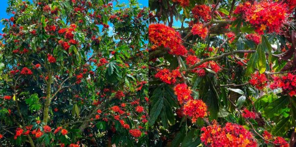 Ashoka (Saraca asoca) Ashoka (Saraca asoca)