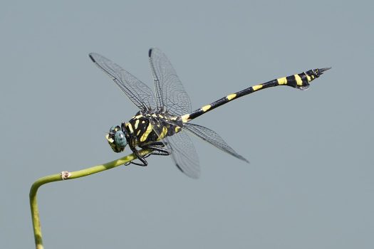 Australian Tiger Dragonfly Australian Tiger Dragonfly