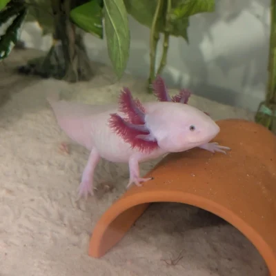 Axolotl