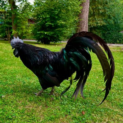 Ayam Cemani